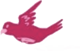 pink bird